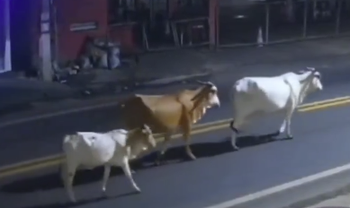 Antony Ylano muere vaca
