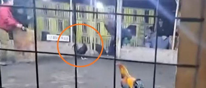 Gallo de pelea