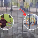 Gallo de pelea