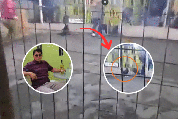 Gallo de pelea