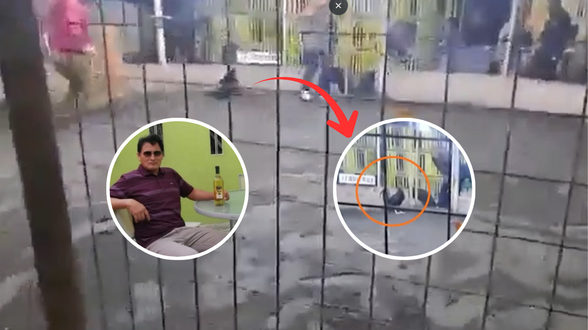 Gallo de pelea